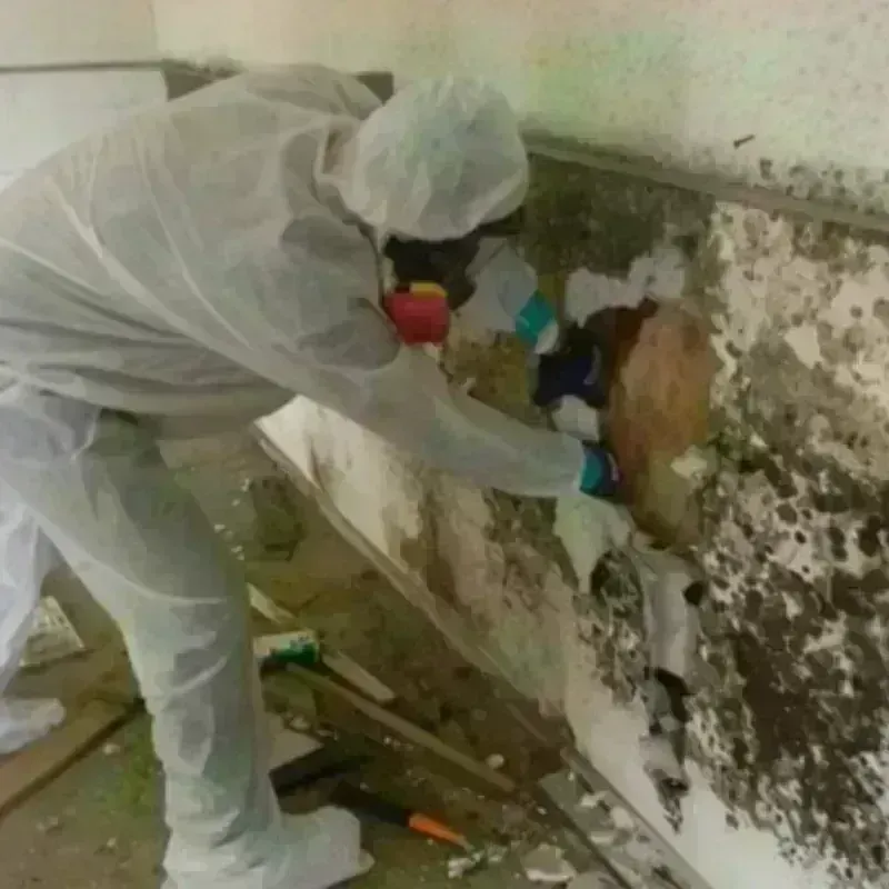 Mold Remediation and Removal in Foley, MN